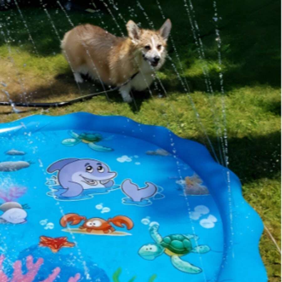 Dolphin Splash Pad Sprinkler Mat for Kids and Pets Outdoor Water Play Lawn and Backyard Fun
